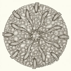 Cuttthroat-300x300
